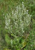 Смотреть изображение Salvia aethiopis