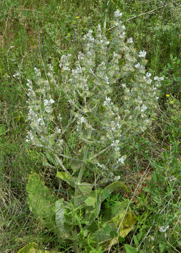 Image of Salvia aethiopis specimen.