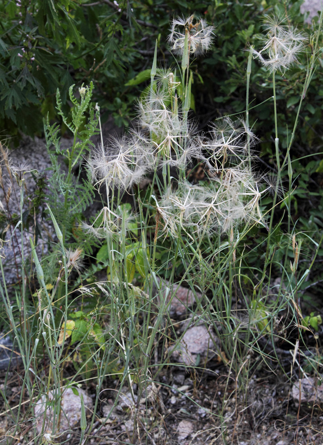 Изображение особи Tragopogon vvedenskyi.