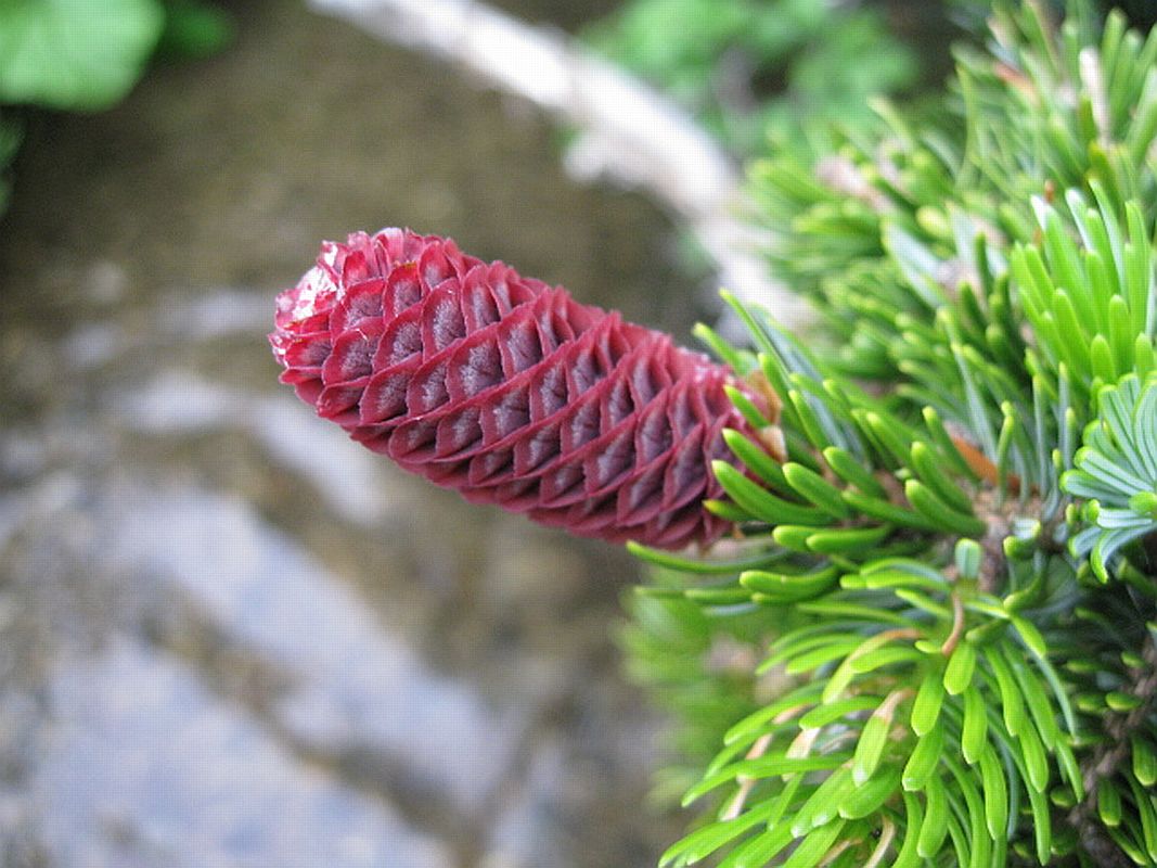 Image of Picea ajanensis specimen.