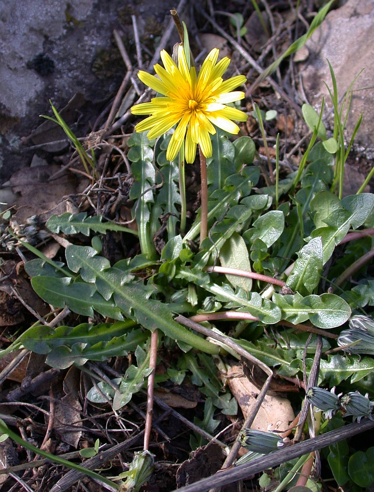 Изображение особи Taraxacum cyprium.