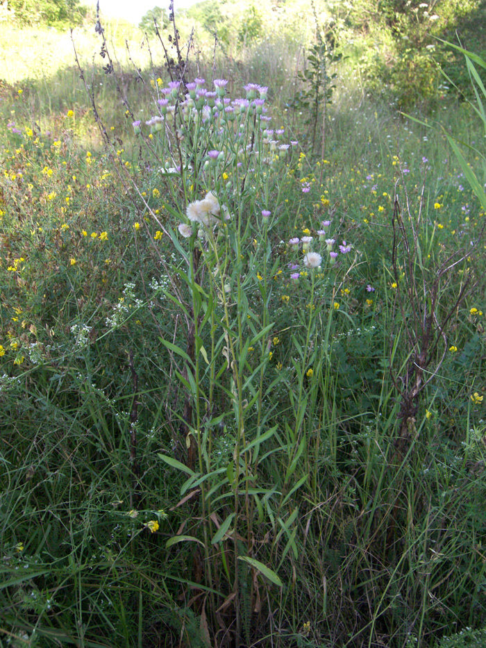 Изображение особи Erigeron orientalis.