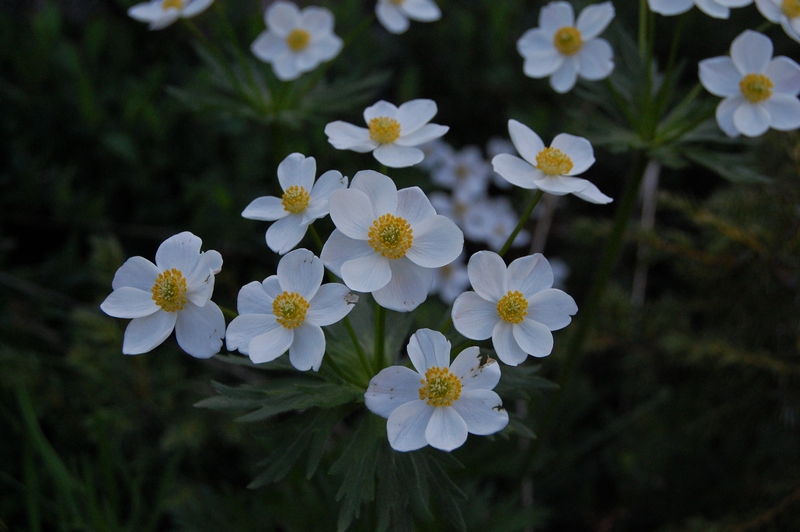 Изображение особи Anemonastrum fasciculatum.