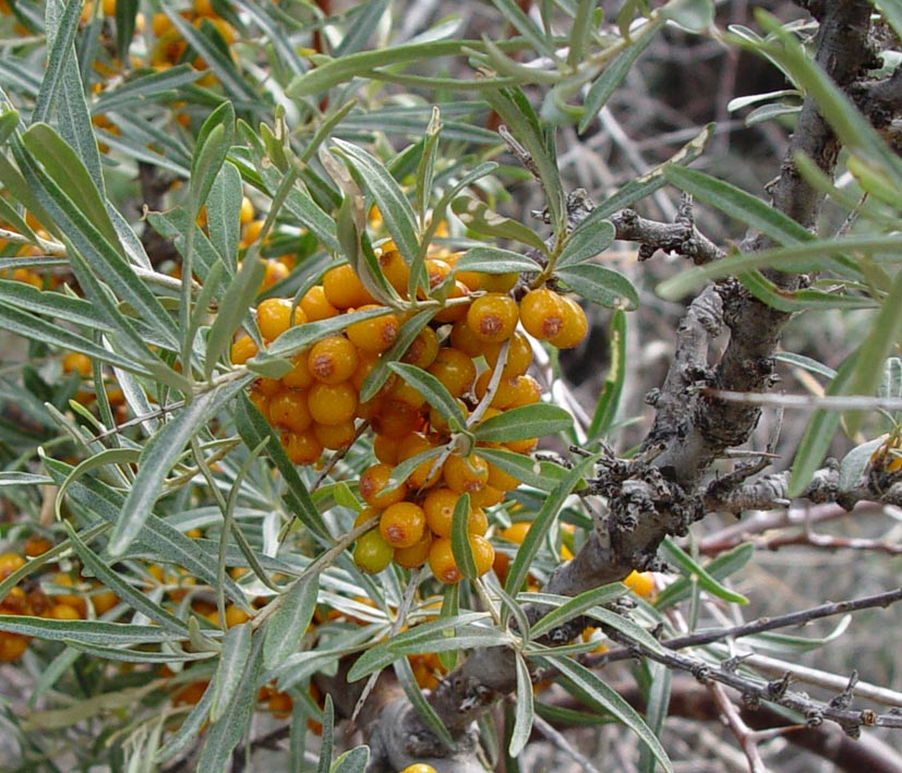 Image of Hippophae rhamnoides specimen.