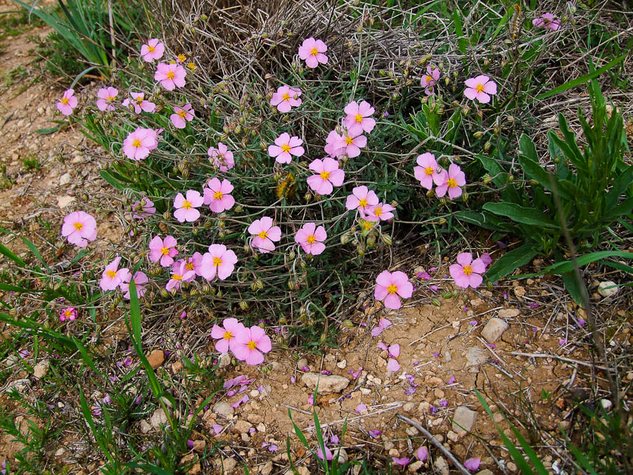 Image of Helianthemum vesicarium specimen.