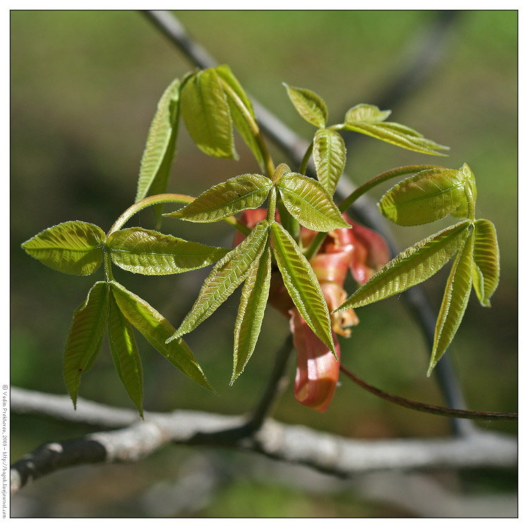 Image of genus Carya specimen.