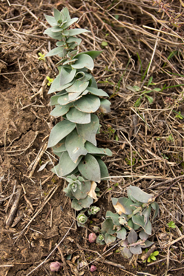 Image of Linaria genistifolia specimen.