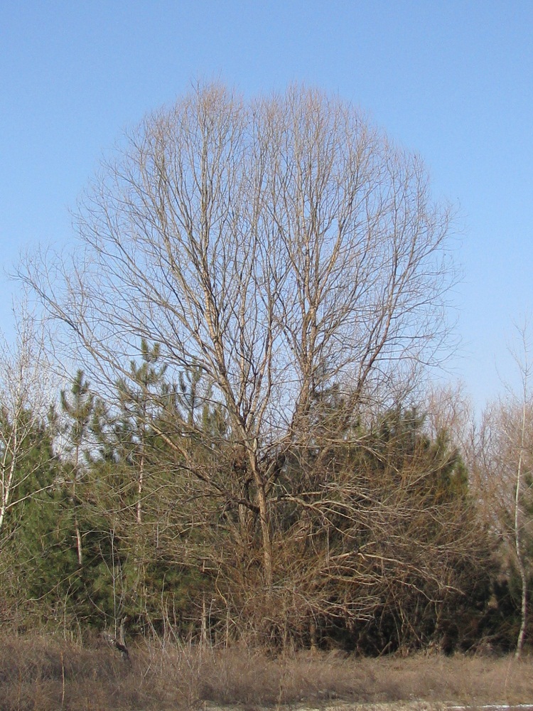 Image of Salix euxina specimen.