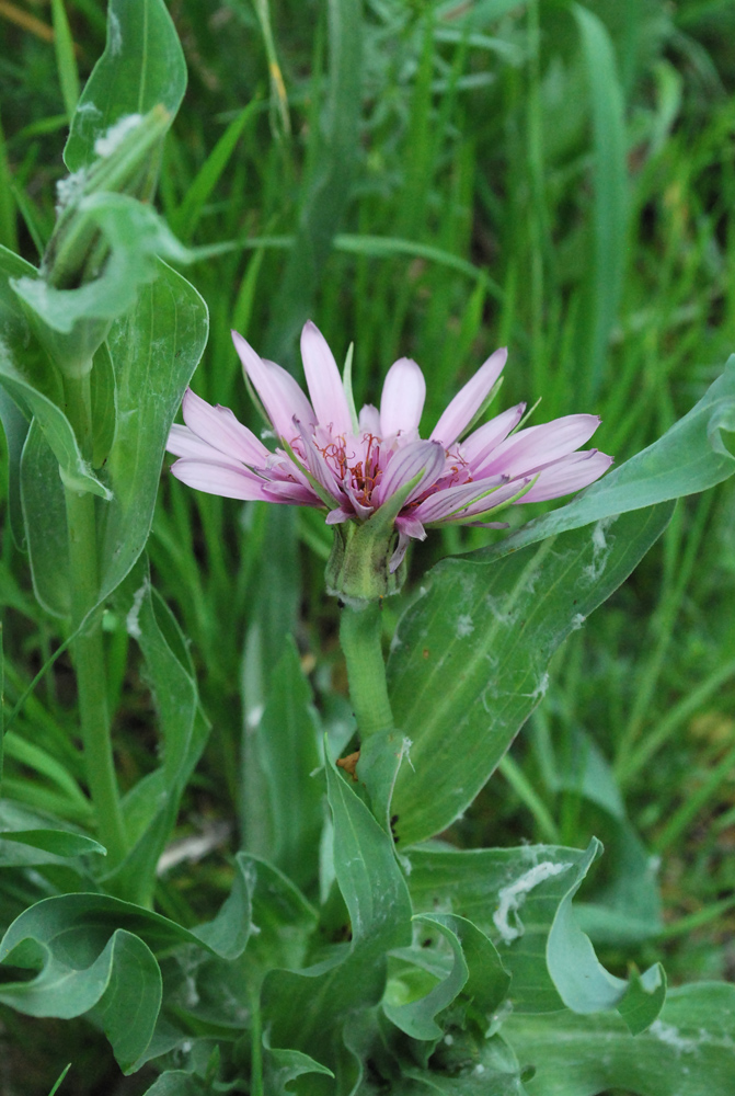 Изображение особи Tragopogon malikus.