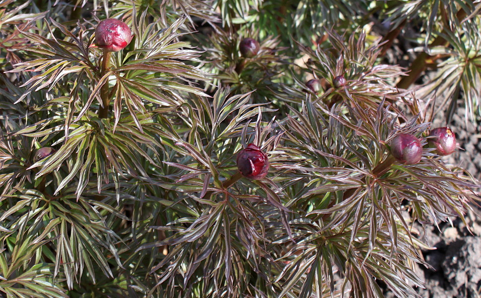 Image of Paeonia &times; smouthii specimen.