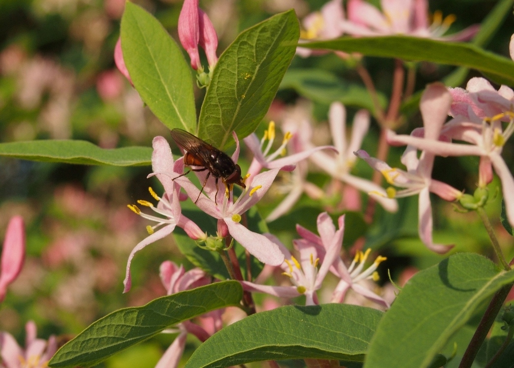 Изображение особи Lonicera tatarica.