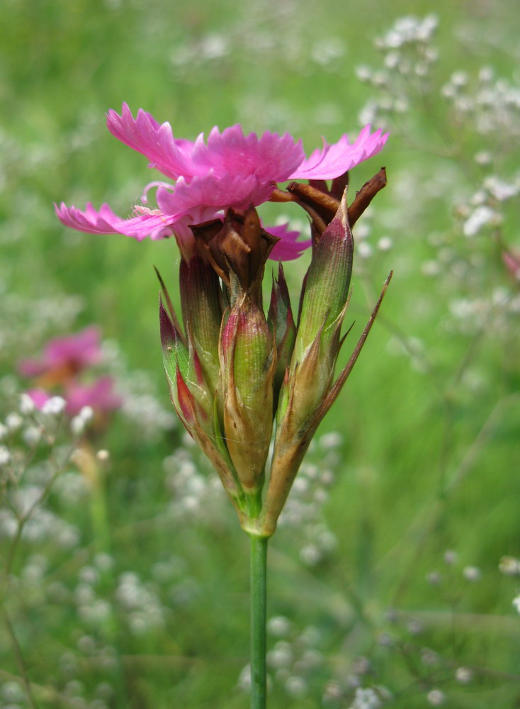 Изображение особи Dianthus borbasii.