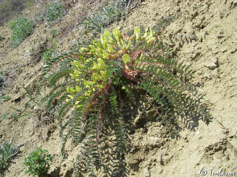 Изображение особи Astragalus utriger.