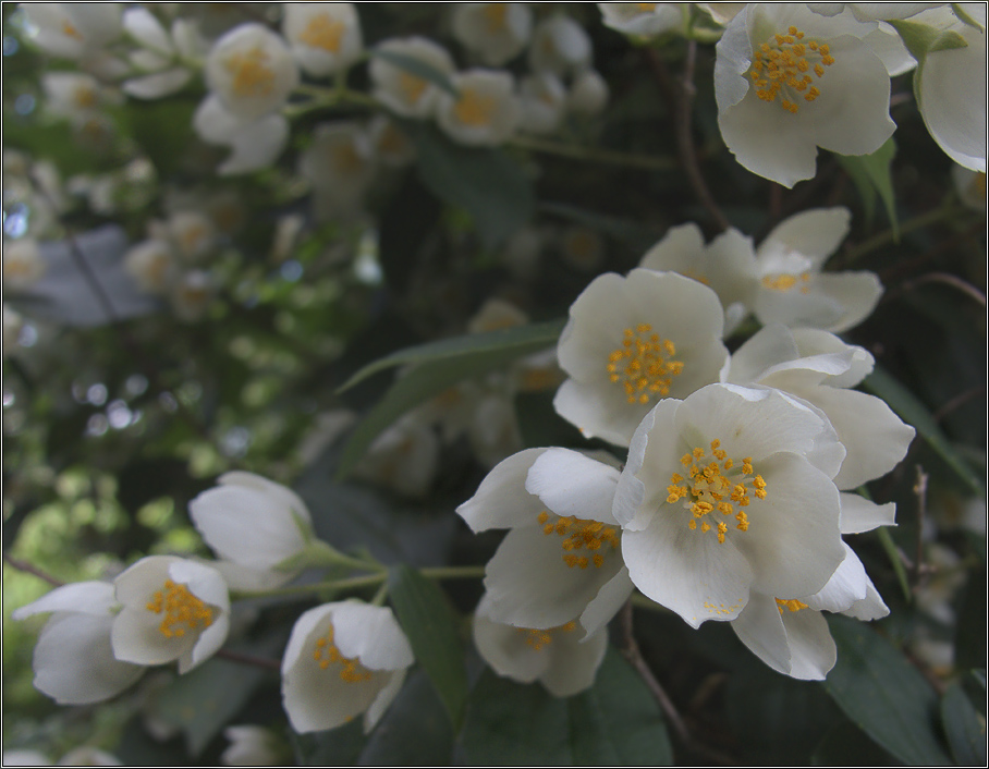 Изображение особи род Philadelphus.