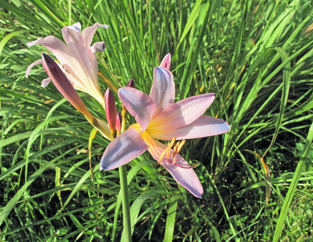 Image of genus Lycoris specimen.