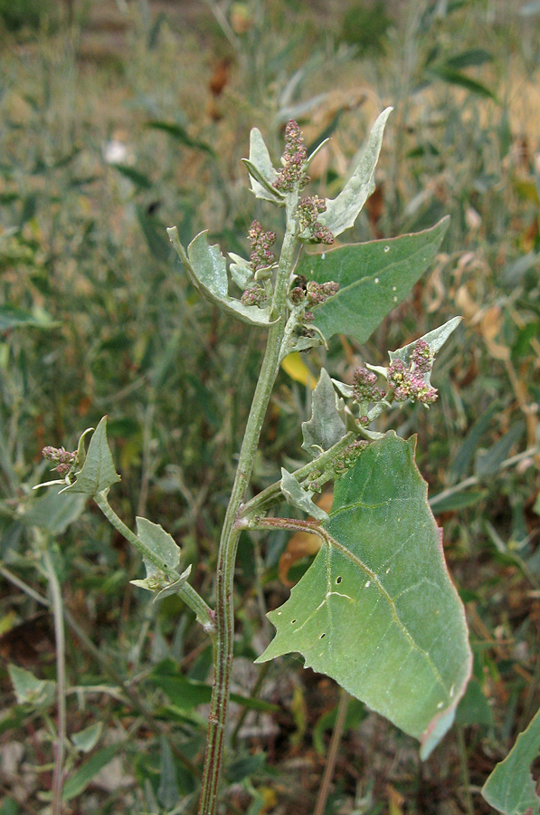 Image of Atriplex micrantha specimen.