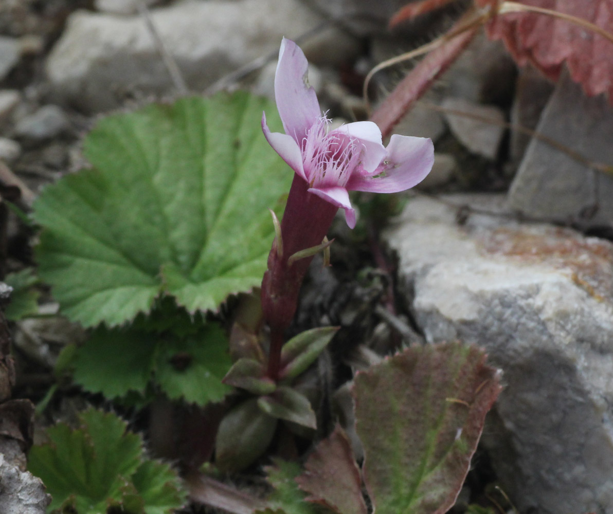 Изображение особи род Gentianella.