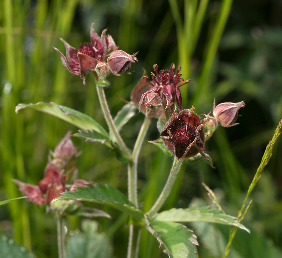 Image of Comarum palustre specimen.