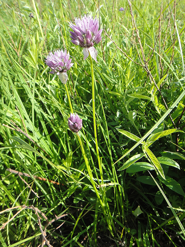 Image of Allium maximowiczii specimen.