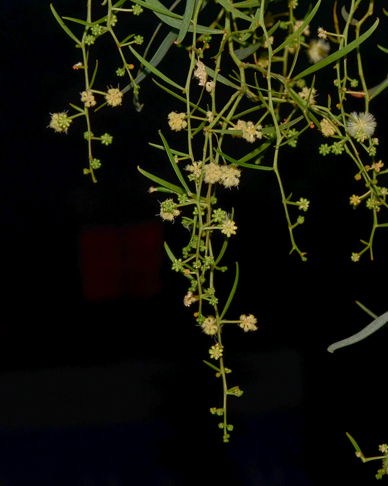 Image of Acacia salicina specimen.