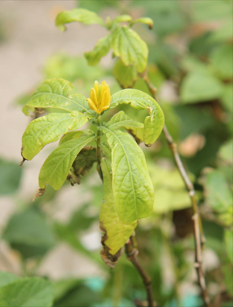 Изображение особи Pachystachys lutea.