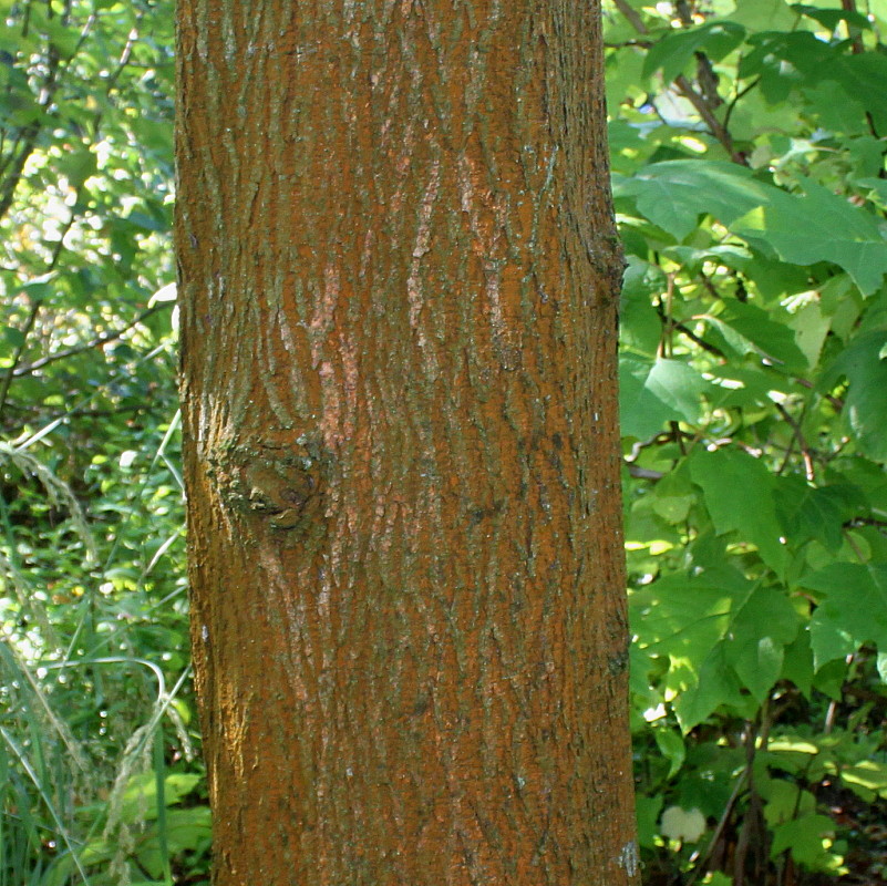 Image of Fraxinus texensis specimen.