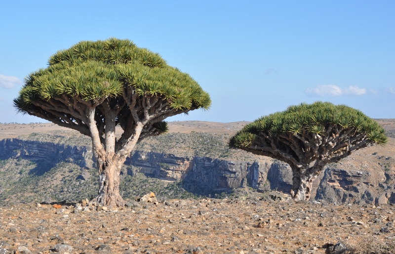 Image of Dracaena cinnabari specimen.