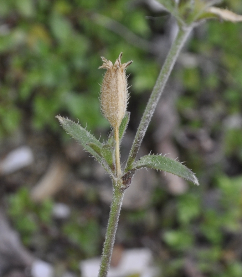 Image of Silene nocturna specimen.