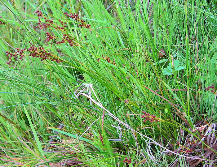 Изображение особи Juncus compressus.