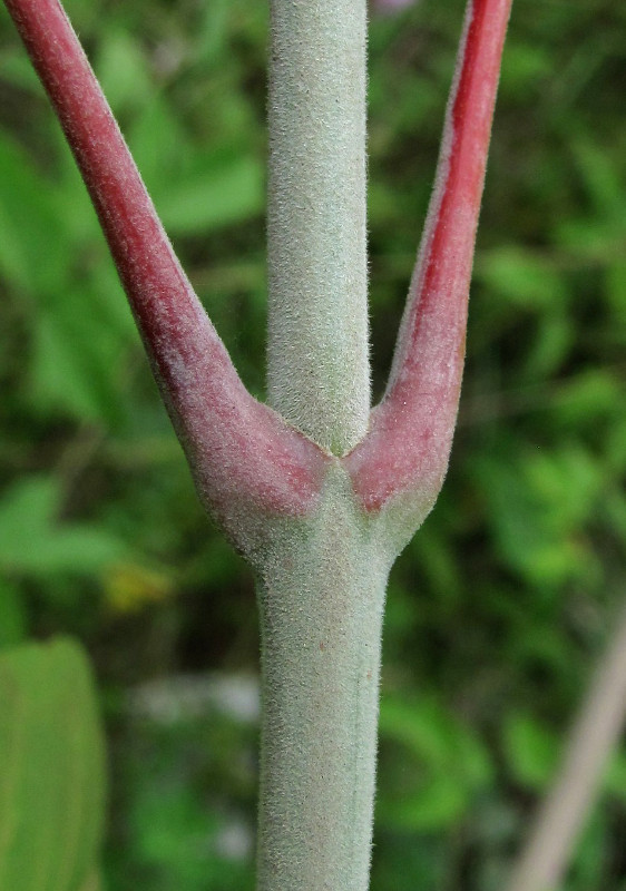 Image of Acer negundo specimen.