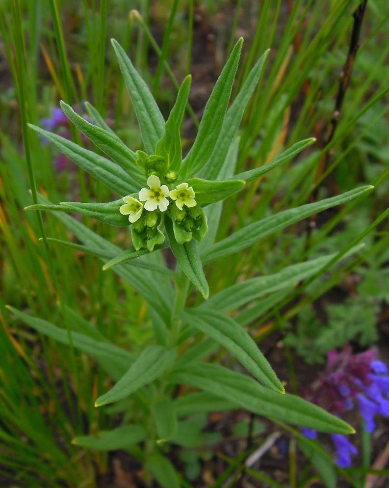 Image of Lithospermum officinale specimen.