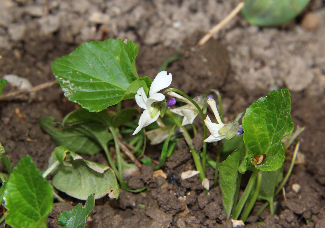 Image of Viola odorata specimen.