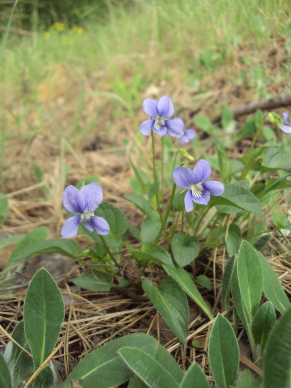 Image of Viola canina specimen.