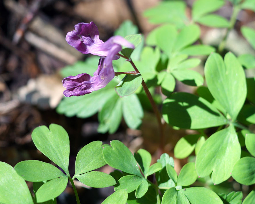 Image of Corydalis caucasica specimen.