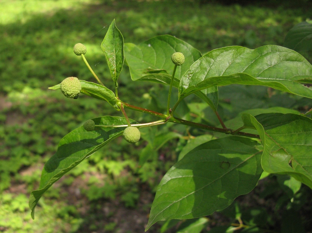 Изображение особи Cephalanthus occidentalis.