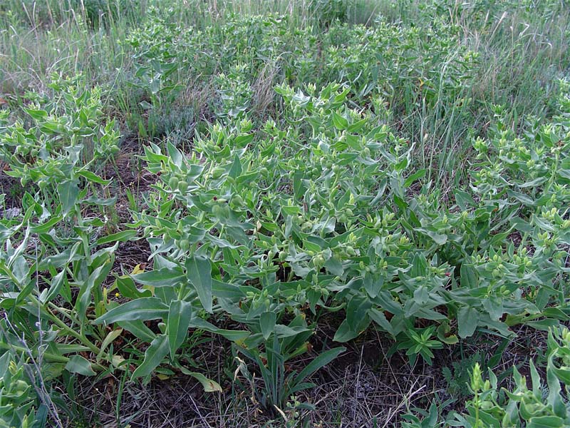 Image of Nonea decurrens specimen.