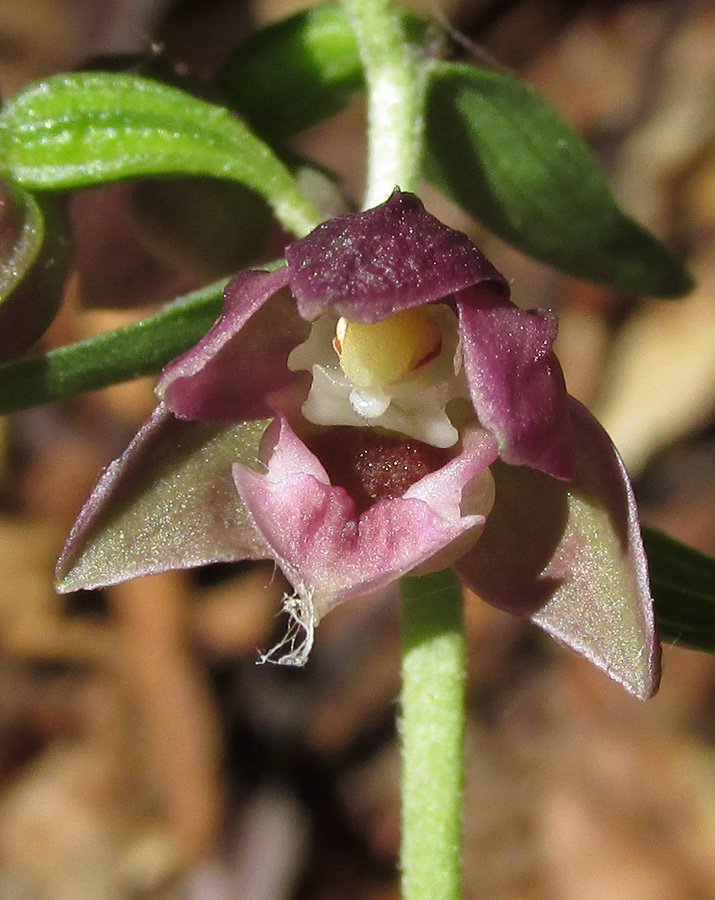 Image of Epipactis helleborine specimen.