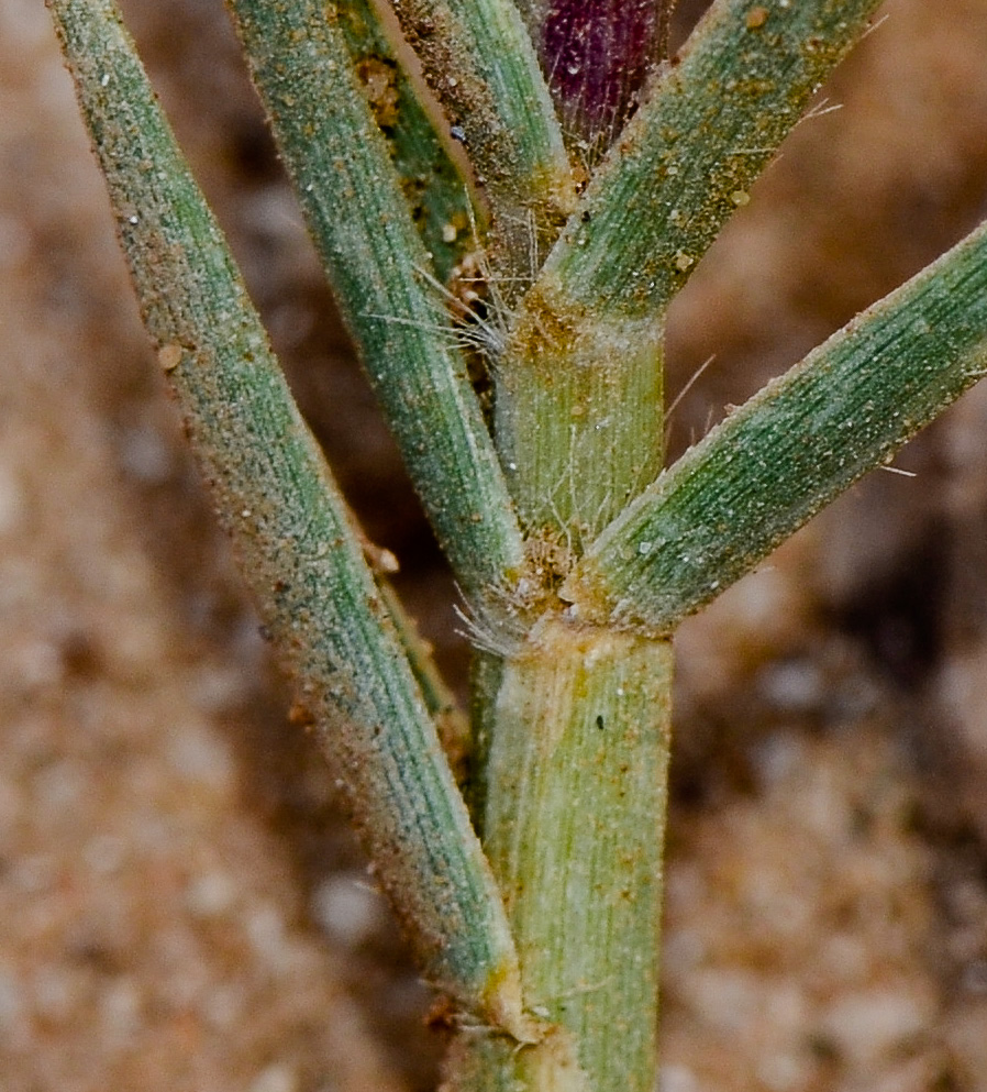 Image of Sporobolus pungens specimen.