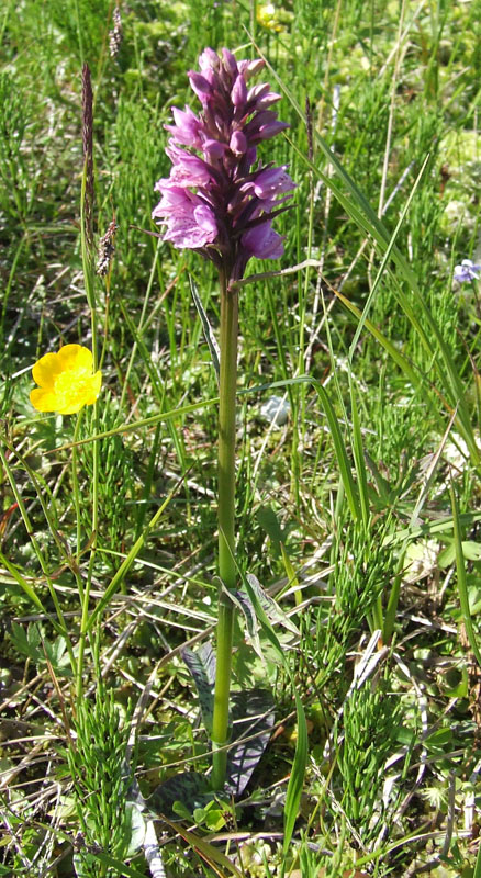 Image of Dactylorhiza psychrophila specimen.