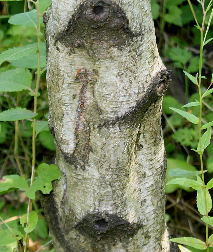 Изображение особи Betula populifolia.