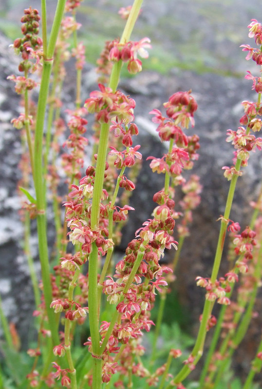 Image of Rumex acetosa specimen.