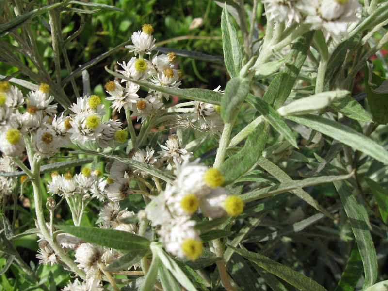 Изображение особи Anaphalis margaritacea.