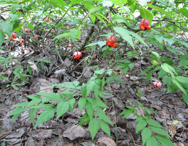 Image of Euonymus verrucosus specimen.