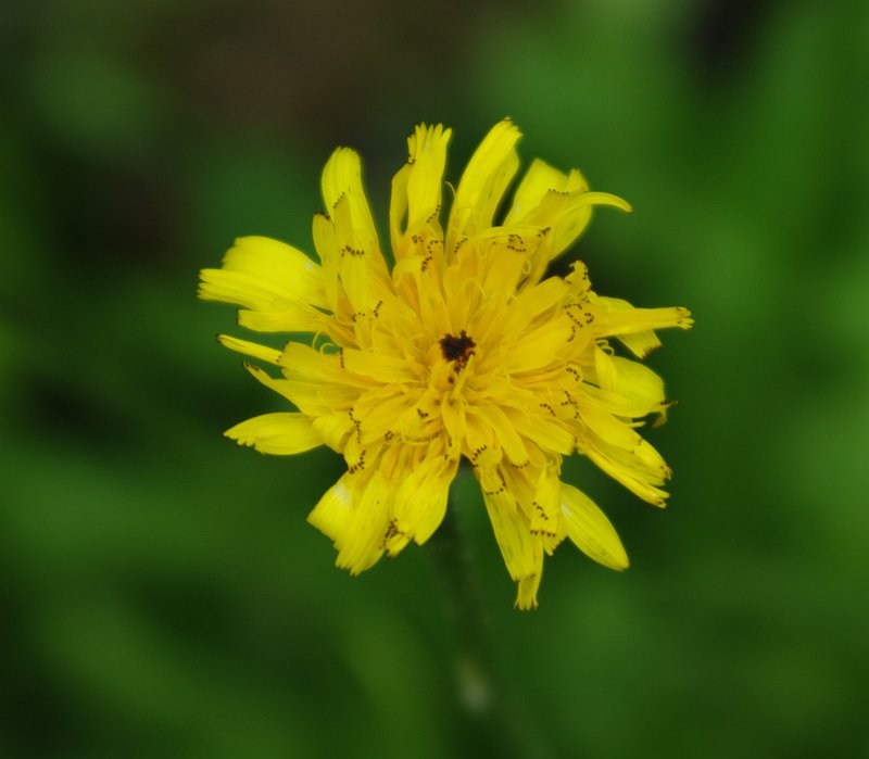 Image of Leontodon caucasicus specimen.