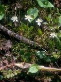 Coptis trifolia. Цветущие растения. Камчатский край, Елизовский р-н, природный парк \"Налычево\".