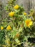 Scolymus hispanicus