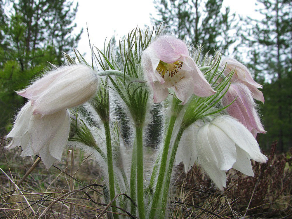 Image of Pulsatilla patens specimen.