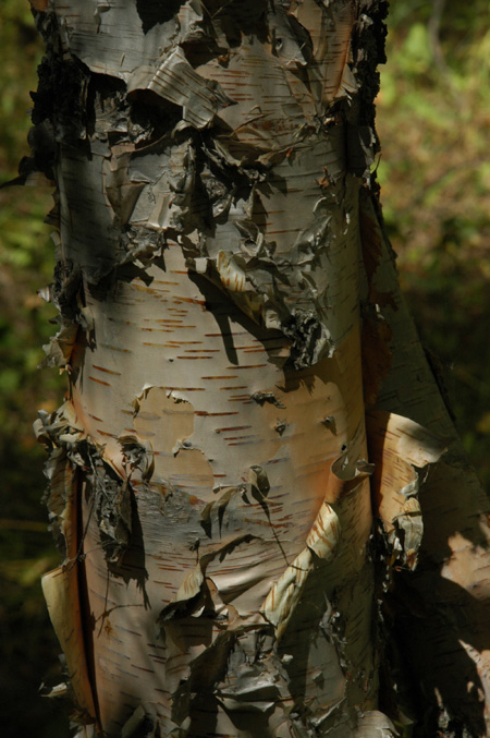 Image of Betula tianschanica specimen.