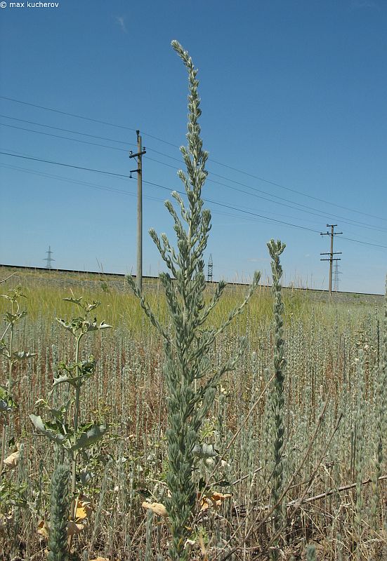 Image of Sedobassia sedoides specimen.