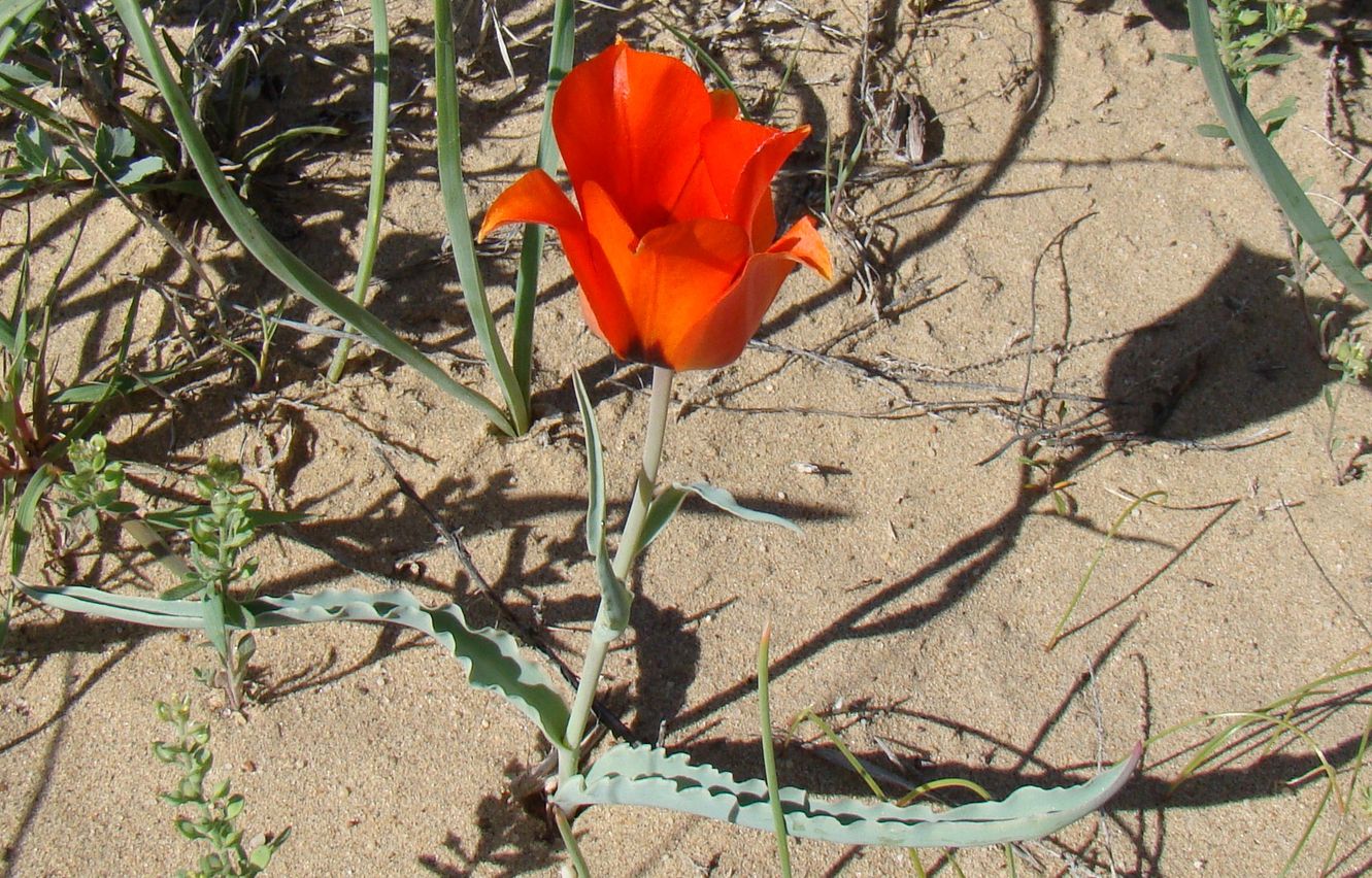 Image of Tulipa borszczowii specimen.